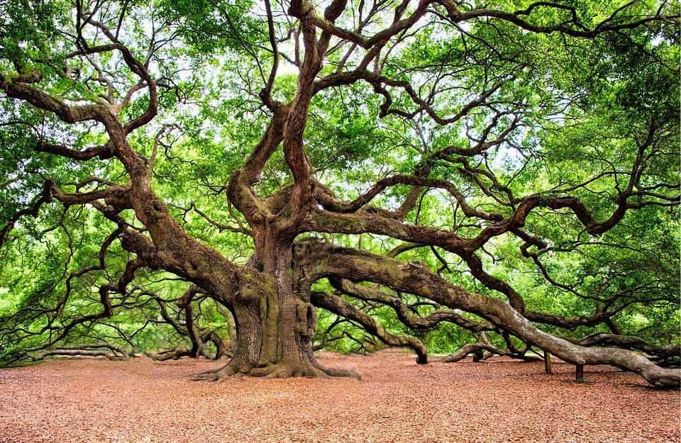 oak trees in pennsylvania
